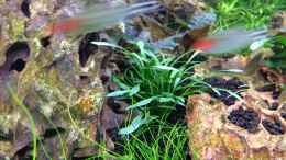 aquarium-von-olle696-becken-30681_Cryptocoryne parva