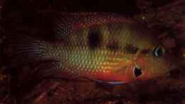 aquarium-von-laura-central-american-river_Thorichthys Meeki aus dem Pichucalco river, Tabasco, México