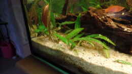 aquarium-von-raubsau-kunterbunt_Cryptocoryne beckettii