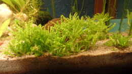 aquarium-von-raubsau-kunterbunt_Pogostemon helferi