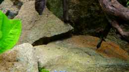 aquarium-von-sambia-little-orinoko-river_Sandstein