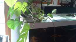 aquarium-von-markaroni-450-l-wurzelbiotop_Philodendron 