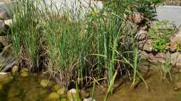 aquarium-von-lily-gartenteich_Pflanzen in der Sumpfzone - im Hintergrund wird die Steinmau