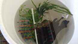 aquarium-von-hawaii-fluval-edge---a-second-live_...watering...