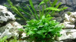 aquarium-von-stefan-grabher-becken-3076_Cryptocoryne als Blickfang in der Mitte