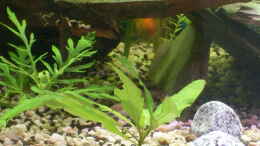 aquarium-von-stefano83-suedostasien-nur-noch-als-beispiel_hygrophila corymbosa stricta