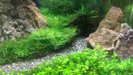 aquarium-von-steffi-scaped-becken-30770_