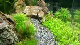 aquarium-von-steffi-scaped-becken-30770_