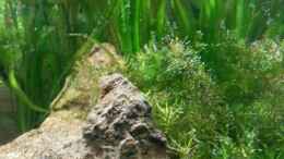 aquarium-von-steffi-scaped-becken-30770_