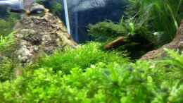 aquarium-von-steffi-scaped-becken-30770_