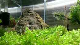 aquarium-von-steffi-scaped-becken-30770_