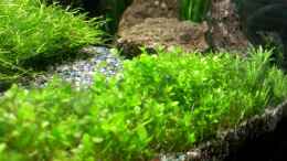 aquarium-von-steffi-scaped-becken-30770_