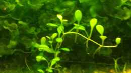 aquarium-von-sonic85-juwel-delta-becken-nur-noch-beispiel_Glossostigma elatinoides -Australisches Zungenblatt