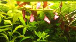 aquarium-von-sonic85-juwel-delta-becken-nur-noch-beispiel_Ludwigia inclinata Red