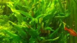 aquarium-von-sonic85-juwel-delta-becken-nur-noch-beispiel_Cryptocoryne wendtii grÃ¼n -GrÃ¼ner Wendtscher Wasserk