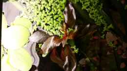 aquarium-von-sonic85-juwel-delta-becken-nur-noch-beispiel_Ludwigia inclinata Red