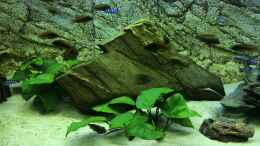 aquarium-von-niko-groeters-tanganjika-malawi-mix_