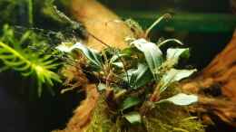 Foto mit Bucephalandra spec. Wavy Leaf