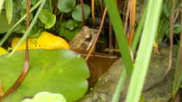 Foto mit ein schüchterner Grasfrosch (Rana temporaria)