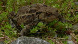 Foto mit Erdkröte (Bufo bufo) im Nadelkraut - meine natürliche Schneckenpolizei