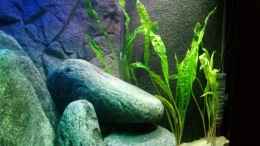 aquarium-von-rene-bln-malawi-jugendzimmer_Cryptocoryne Crispatula