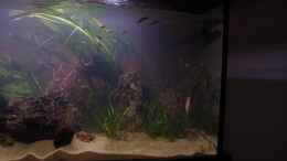 aquarium-von-nobody-becken-30852_