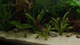 aquarium-von-nobody-becken-30852_