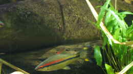 aquarium-von-der-theoretiker-indien-und-sri-lanka_16.10.2016 portrait puntius denisonii