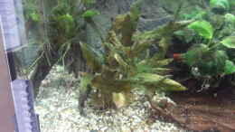 aquarium-von-dirtyd--juwel-rekord-700_