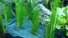 aquarium-von-jahira-little-bettas-paradise_Zwergnadelsimse