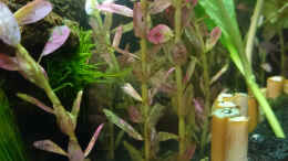 aquarium-von-jahira-little-bettas-paradise_Kleine Rotala