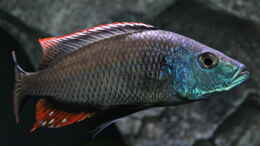 aquarium-von-lemans-mazinzi-reef_Dimidochromis Strigatus