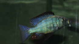 Foto mit Fossochromis	rostratus