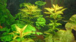 aquarium-von-kleines-becken-mini-becken_