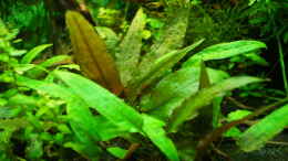 aquarium-von-guido-seifert-lido-120_Cryptocoryne