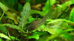 Foto mit Corydoras julii