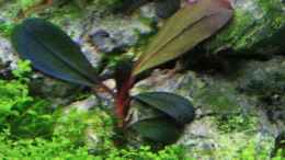 aquarium-von-loufe-on-the-rocks_Bucephelandra Copi Susu