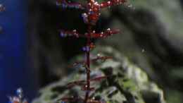 aquarium-von-loufe-on-the-rocks_Rotala Butterfly