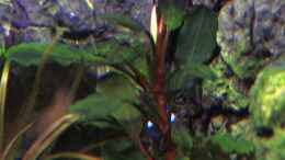 aquarium-von-loufe-on-the-rocks_Bucephelandra Brownie Brown