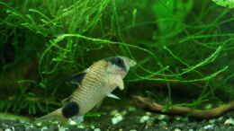 Foto mit Corydoras panda