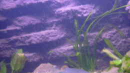 aquarium-von-marco-sauer-becken-3100_Valisneria Spiralis