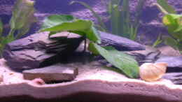 aquarium-von-marco-sauer-becken-3100_Anubias Barteri