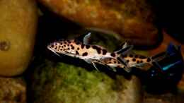 aquarium-von-steffen-hass-becken-3103_Synodontis grandiops