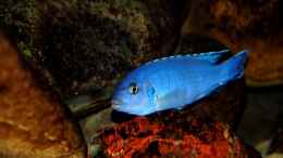 aquarium-von-steffen-hass-becken-3103_Ps. socolofi