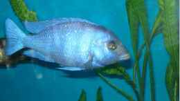 aquarium-von-dennis-kaiser-becken-3104_Placidochromis Phenochilus Tanzania F1