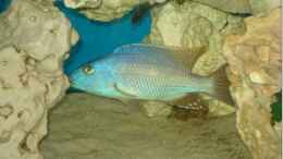 aquarium-von-dennis-kaiser-becken-3104_Tyrannochromis Nigriventer F1