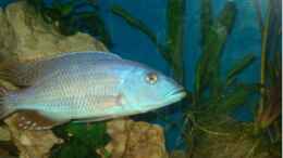 aquarium-von-dennis-kaiser-becken-3104_Tyrannochromis Nigriventer F1