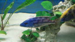 Foto mit Nimbochromis fuscontaeniatus