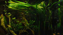 aquarium-von-holsch805-panda-diskus-world_gestutzte Vallisneria Gigantea