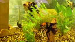 aquarium-von-gerhard-schwab-becken-3106_